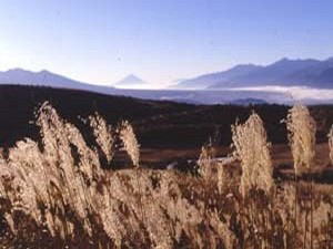 すすきが広がる秋の霧ヶ峰高原