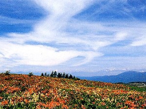 霧ヶ峰のレンゲツツジとコバイケイソウ